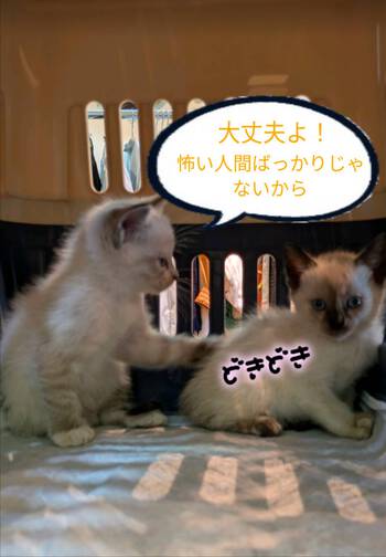 到着ほやほやの兄妹 到着ほやほやの兄妹