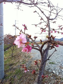 寒い越冬の桜まつり…