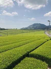 絶景！静岡、お茶畑！