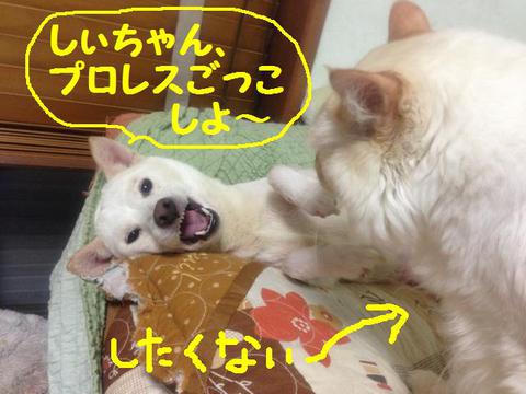 しぃ、スカす