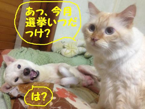 しぃ、スカす