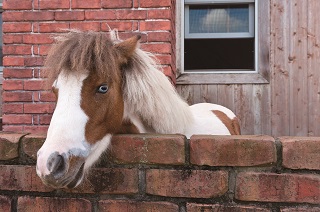 PONY PONY(ポニーポニー)