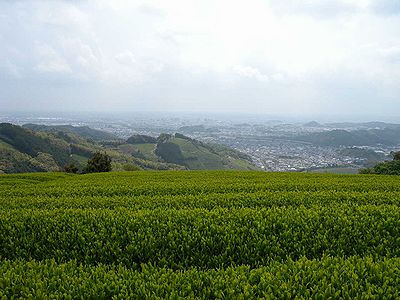 茶畑から見下ろす志太平野