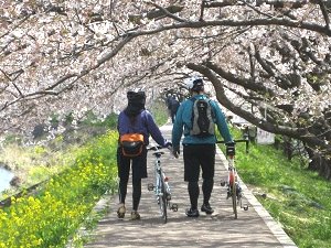 第13回　春が待ち遠しくなる、桜サイクリング