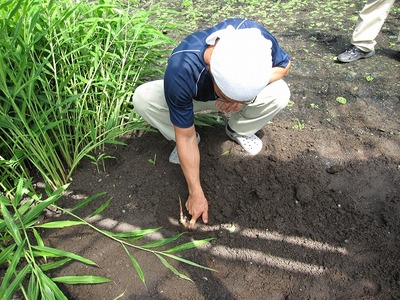K島さんのショウガ畑
