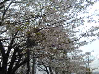☆SAKURA☆