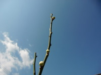 ２／２０の朝 2010/02/20 08:05:29