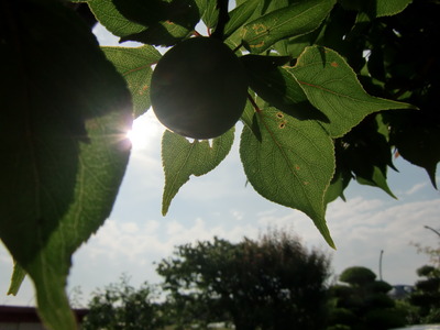 太陽の光