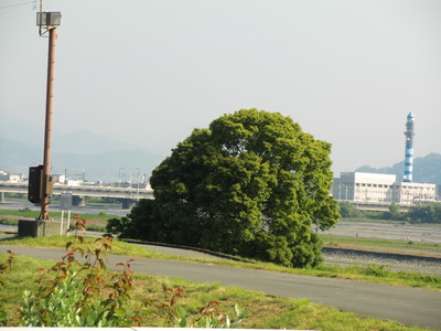 大きな木