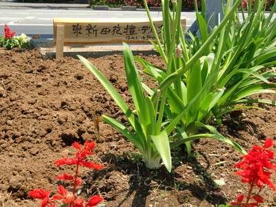 花壇