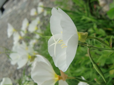 岩たばこ