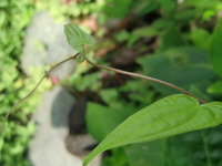 すべり症も・・ 2010/08/31 12:39:54