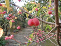 今週の腰痛と股関節 2010/12/04 21:23:27