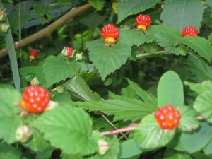 新月の木は角材に!