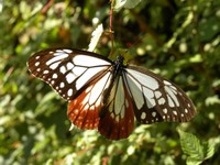 認証林の蝶
