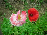 春ウコンの花