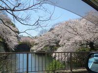 駿府城公園の桜満開