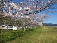 ３月３１日の朝　足久保の桜