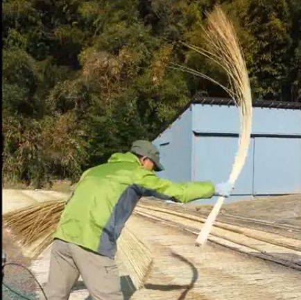 い草を干す山根さん い草を干す山根さん