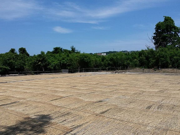 黄色くなってきたイ草 黄色くなってきたイ草