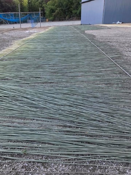イ草を天日干し イ草を天日干し