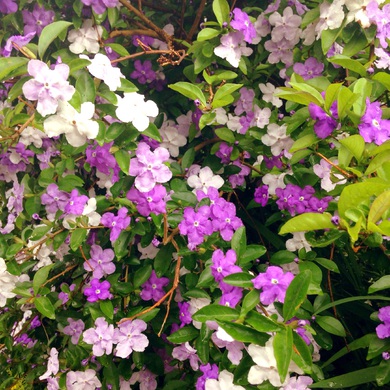 かわいいお花 かわいいお花