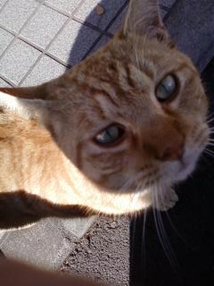 コミックマーケット81に参加してきます。