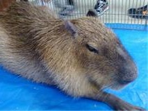 レプタイルズワールド・・・その1