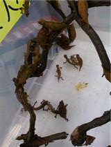 レプタイルズワールド・・・その1