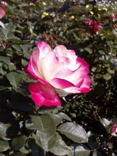 秋の薔薇