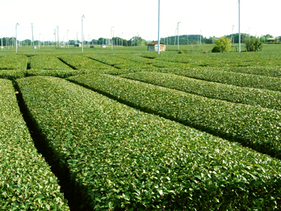お茶をさがしに