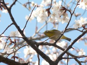 駿府公園の桜と野鳥