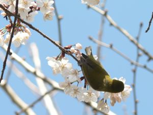 駿府公園の桜と野鳥