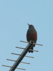 駿府公園の桜と野鳥