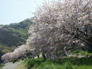 土手の桜