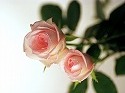 毎日1つが