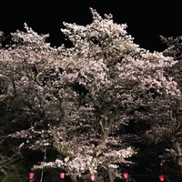 4月9日 藤枝夜桜