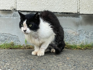 野良猫〜〜 野良猫〜〜