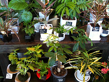 観葉植物