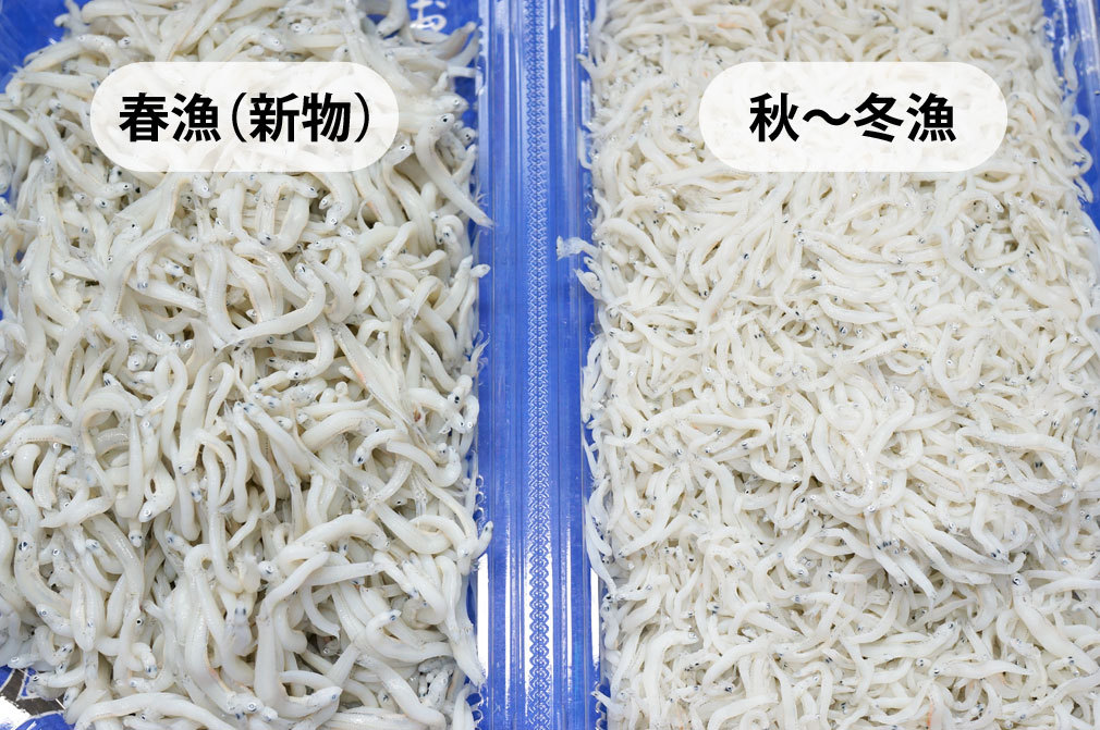春漁解禁!!大きめシラスでスタートです。