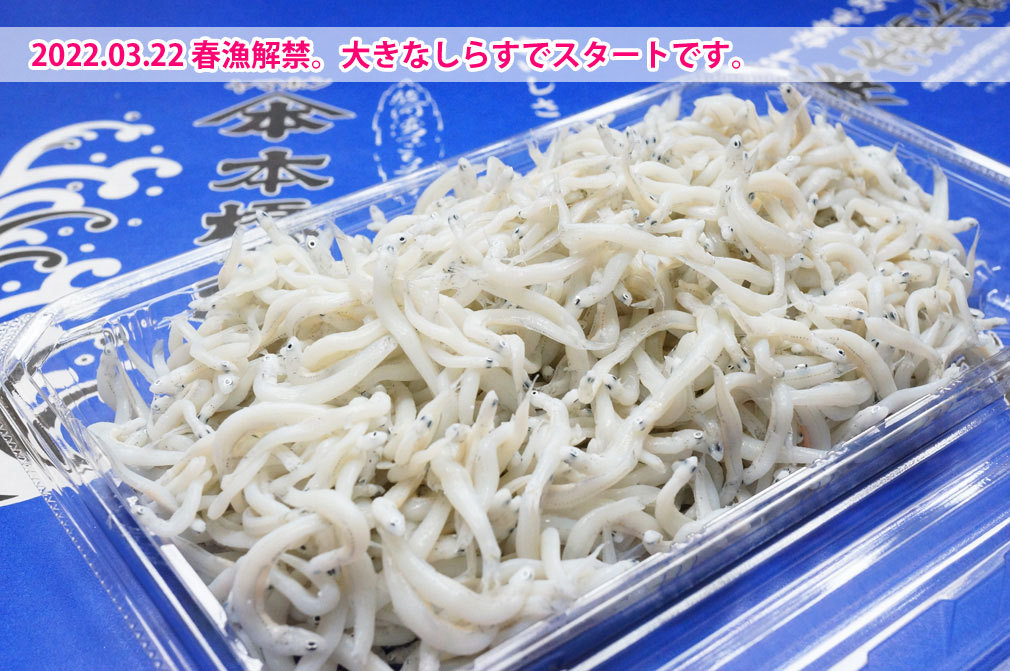 春漁解禁!!大きめシラスでスタートです。