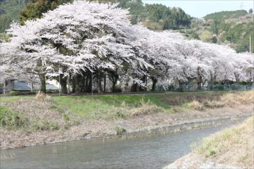 大代川の桜