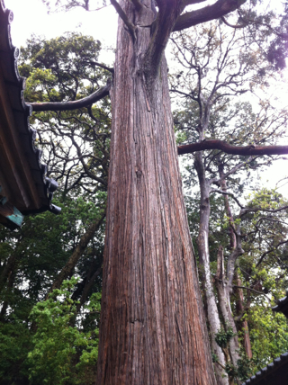 事任八幡宮本宮の大杉