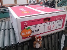 最上級の寿太郎みかん 最上級の寿太郎みかん