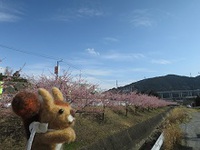 富士宮も春の息吹