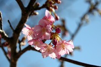 2月27日:吉田公園に春が来た!