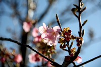 2月27日:吉田公園に春が来た!