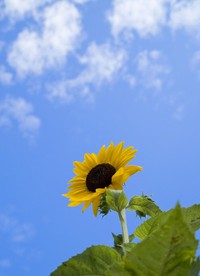 暑気至る… 大暑(たいしょ)☆二十四節気