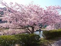 青野川の河津桜、満開！！