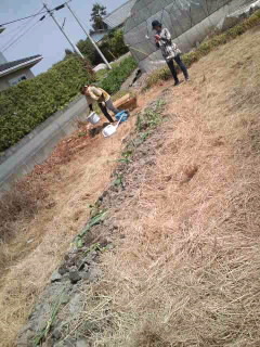 苗植え